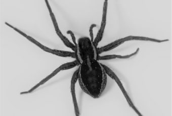Spider Exterminator in Montreal