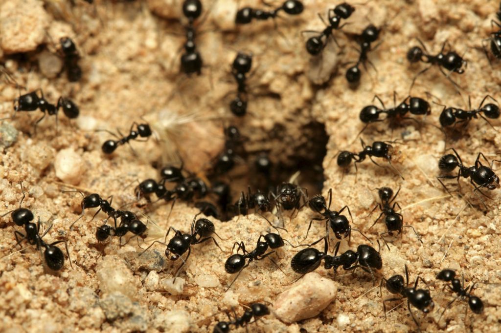 fourmis charpentieres