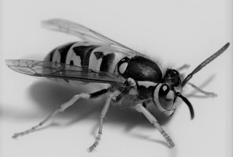 Wasp Exterminator in Montreal