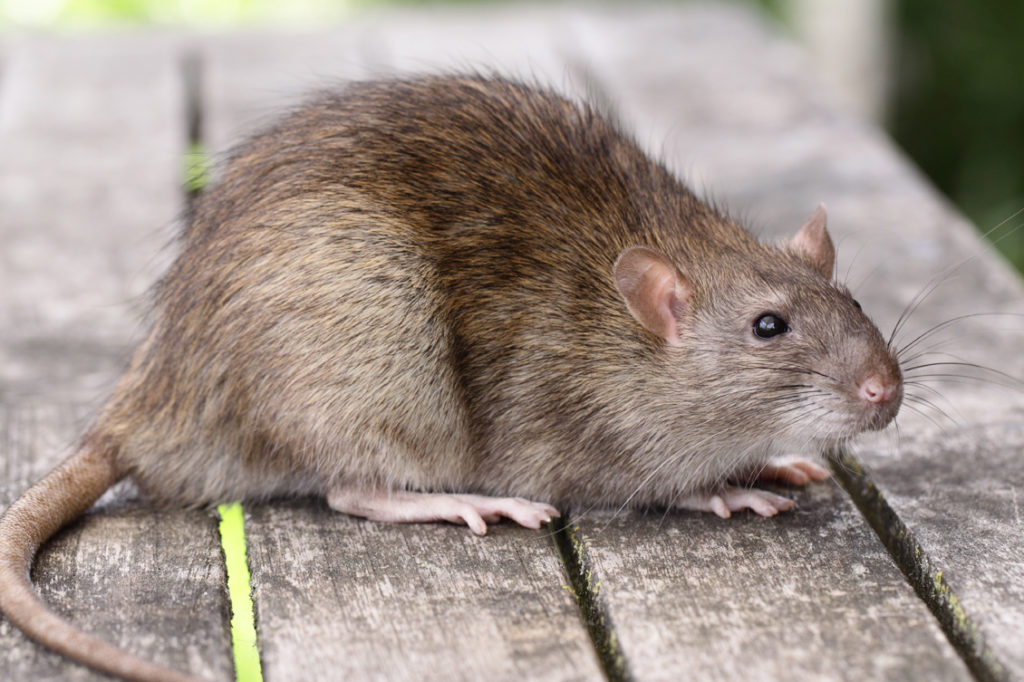 La chasse aux rats à Paris est ouverte - Votre exterminateur à Montréal