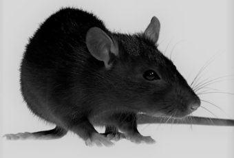 Extermination de rats à Montréal