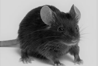 Extermination de souris à Montréal