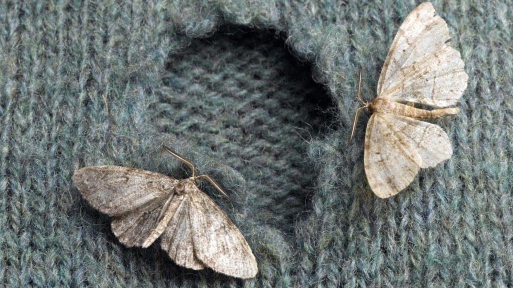 The best alternative to mothballs for clothes moths – Dr. Killigan's