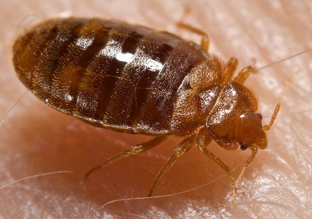 bed bug up close